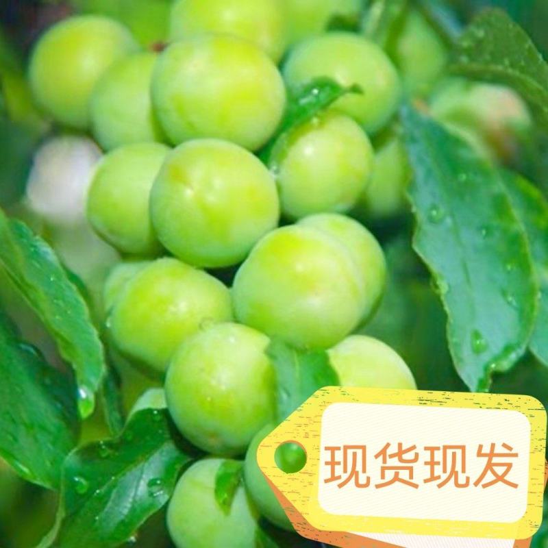 支持电商一件代发包邮现货新鲜采摘代青李子三月李酸脆李子
