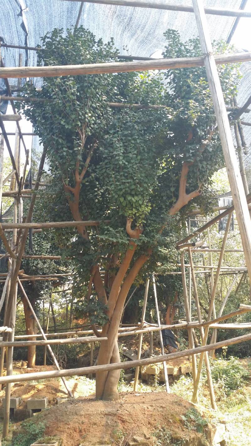 油茶树各种规格型号齐全视频看货品质保证