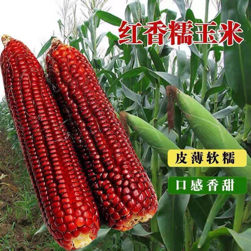 红糯玉米种子鲜食水果型红玉米种子四季高产大棒红玉米种子