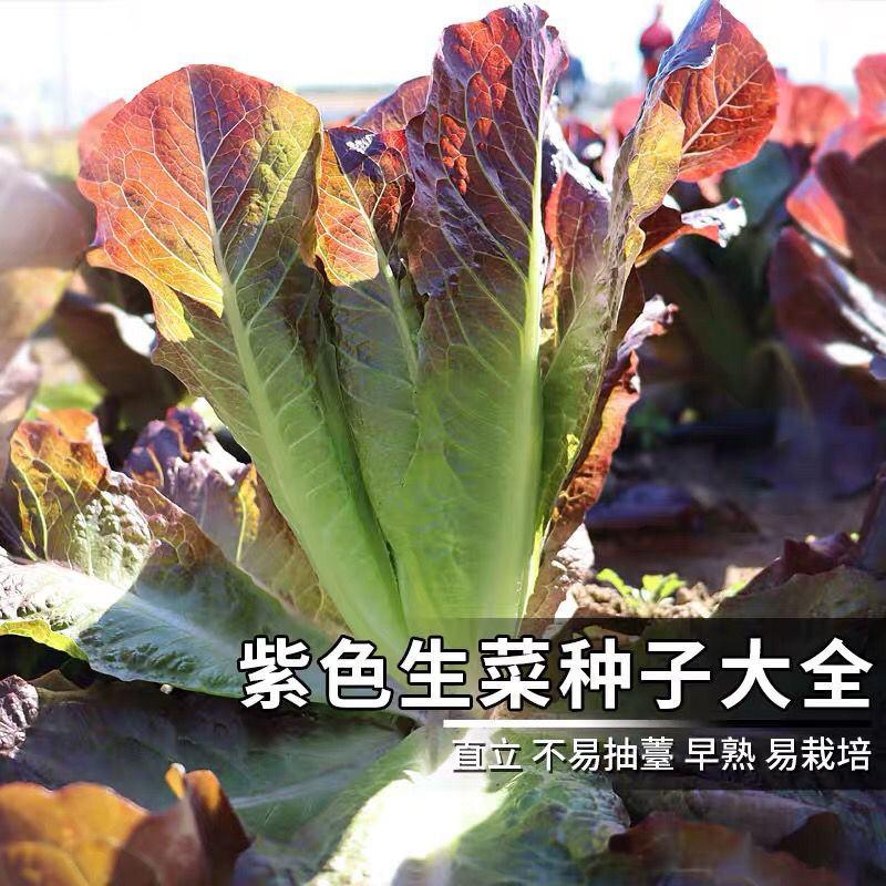 紫孔雀菜种子紫罗马生菜一年四季种生吃香甜生菜种子大全蔬菜
