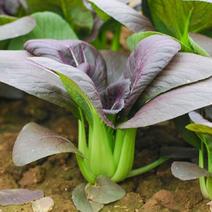 紫妃上海青种子上海青精品苏州青四季种植高产蔬菜
