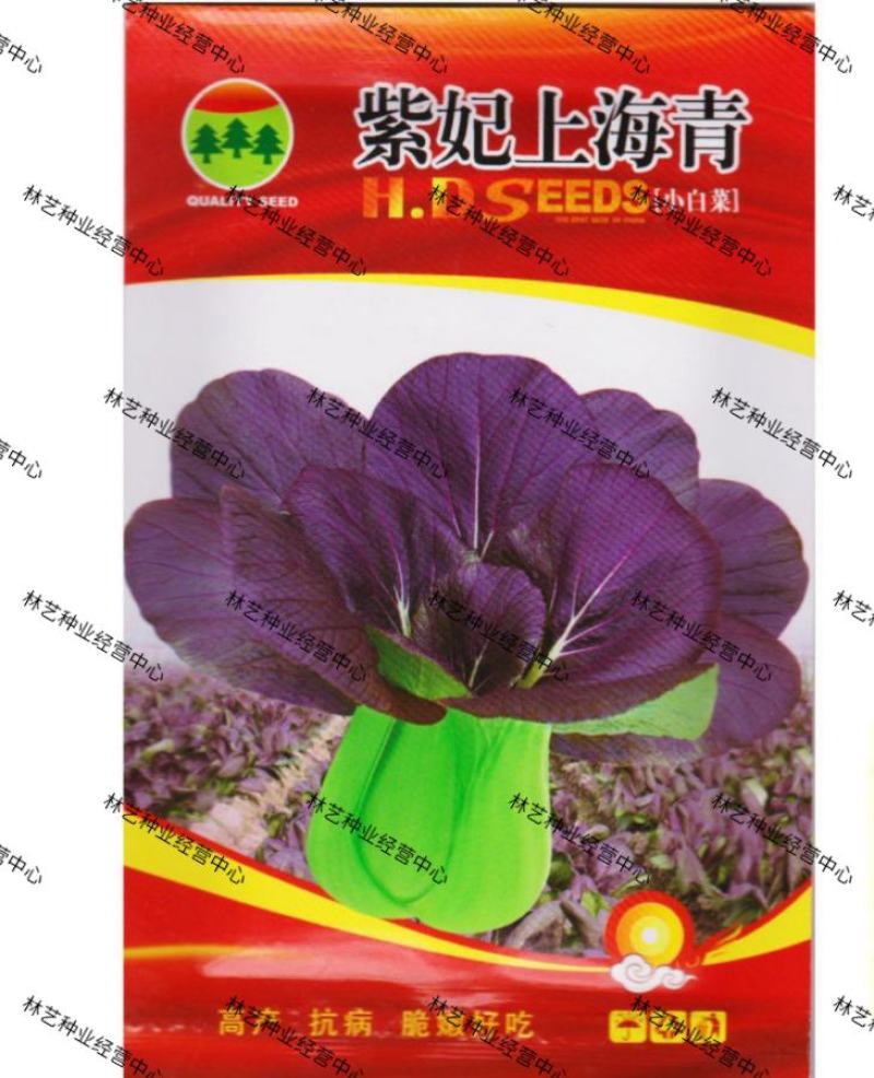 紫妃上海青种子上海青精品苏州青四季种植高产蔬菜