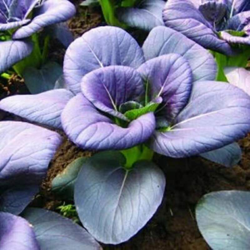 紫妃上海青种子上海青精品苏州青四季种植高产蔬菜