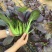 紫妃上海青种子上海青精品苏州青四季种植高产蔬菜