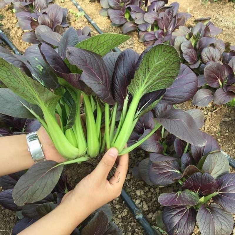紫妃上海青种子上海青精品苏州青四季种植高产蔬菜