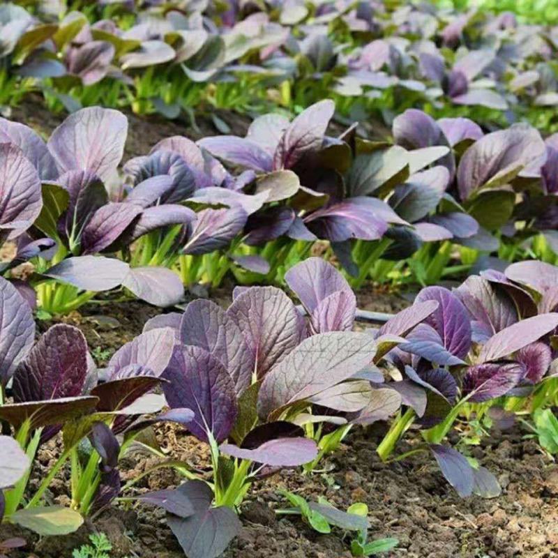 紫妃上海青种子上海青精品苏州青四季种植高产蔬菜