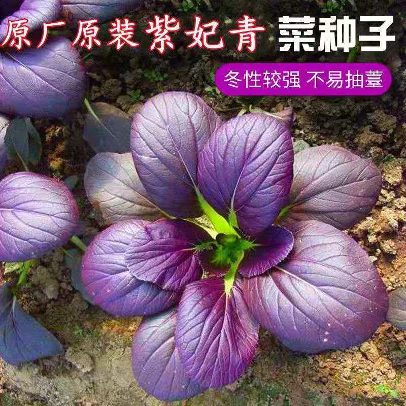 紫妃上海青种子上海青精品苏州青四季种植高产蔬菜