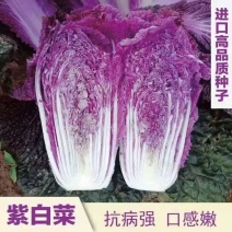 紫白菜种子里紫色大白菜四季播种庭院田地有机蔬菜籽