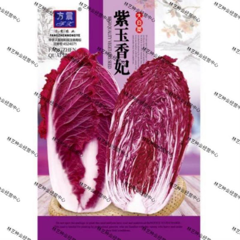 紫白菜种子里紫色大白菜四季播种庭院田地有机蔬菜籽