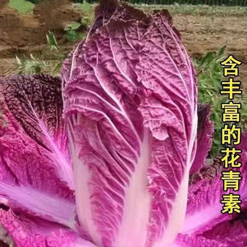 紫白菜种子里紫色大白菜四季播种庭院田地有机蔬菜籽