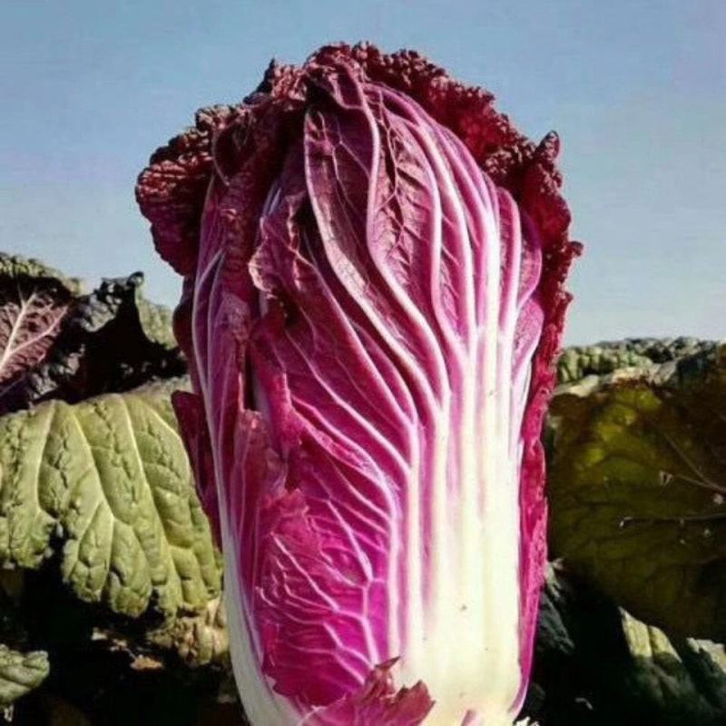 紫白菜种子里紫色大白菜四季播种庭院田地有机蔬菜籽