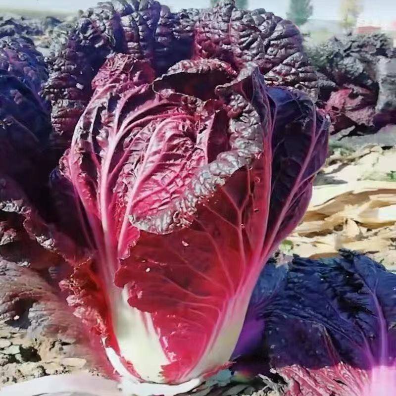 紫白菜种子里紫色大白菜四季播种庭院田地有机蔬菜籽