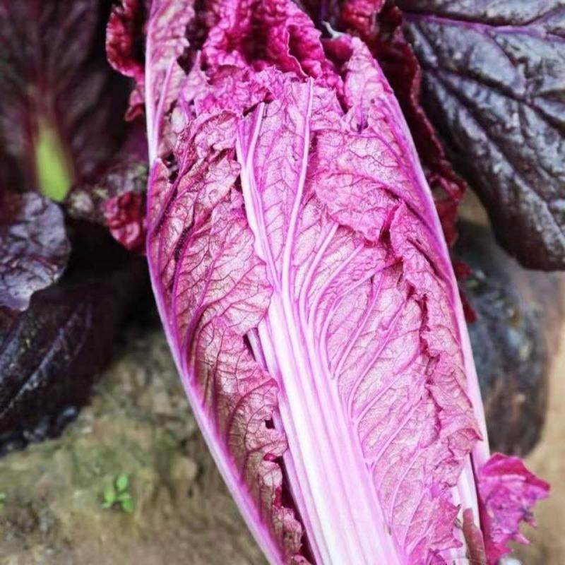 紫白菜种子里紫色大白菜四季播种庭院田地有机蔬菜籽