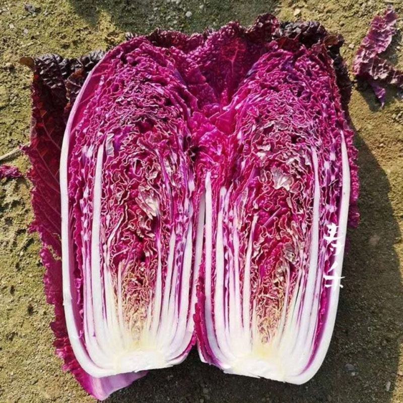 紫白菜种子里紫色大白菜四季播种庭院田地有机蔬菜籽