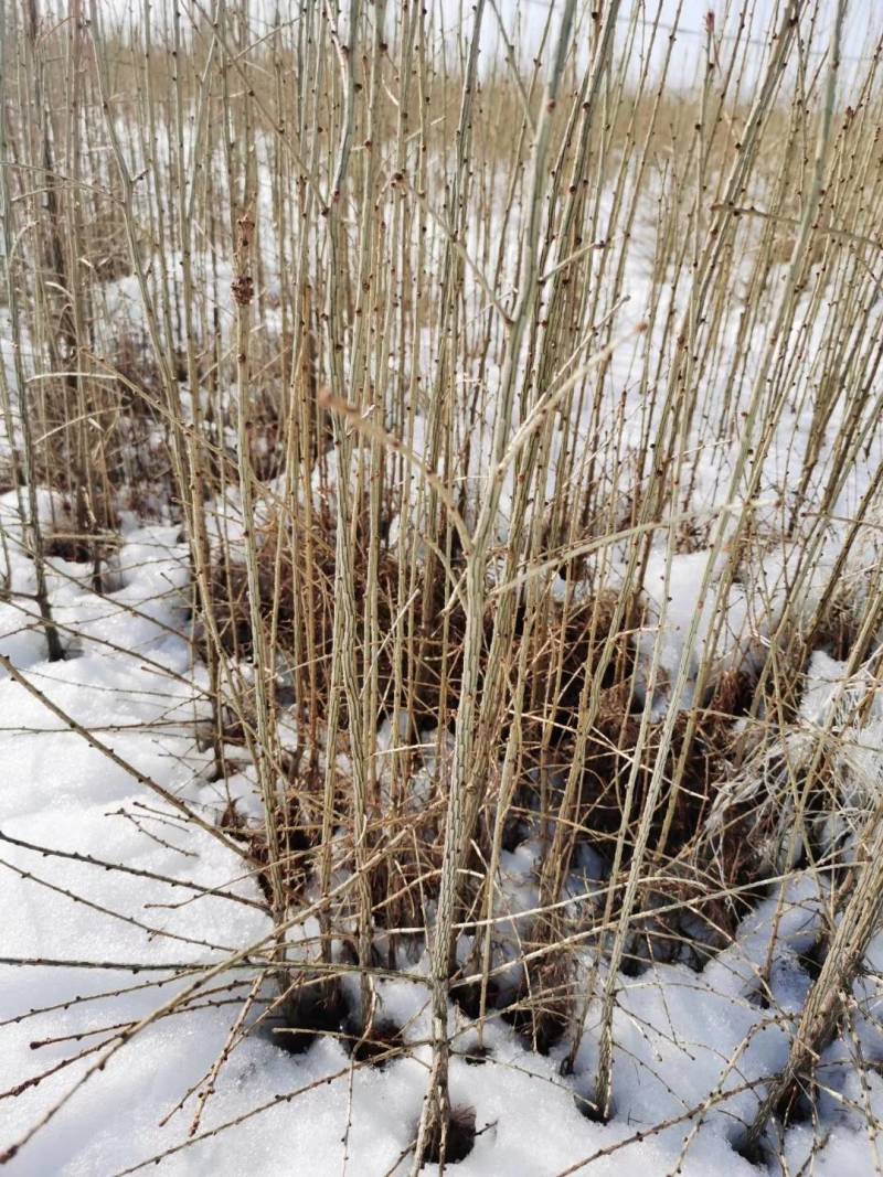 落叶松，东北松树裸根小苗，营养杯苗，定植苗树