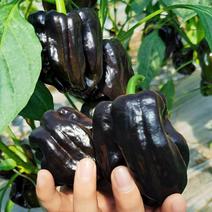 紫玉甜椒种子意大利紫甜椒农家高产高维生素甜椒观赏食用甜椒
