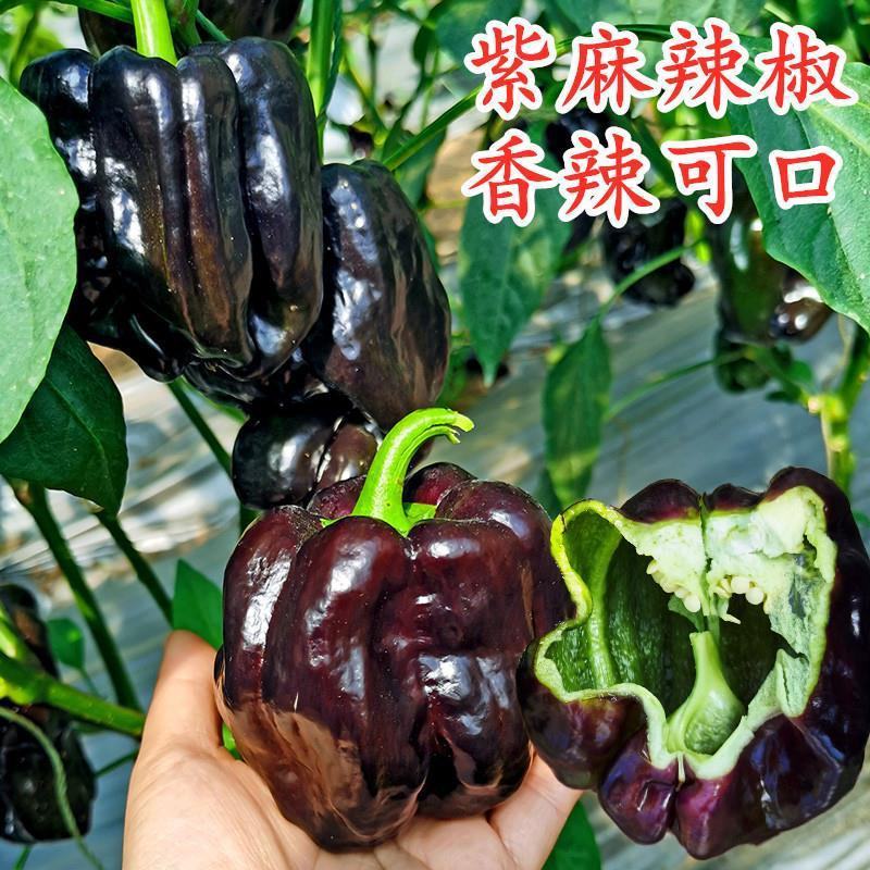 紫玉甜椒种子意大利紫甜椒农家高产高维生素甜椒观赏食用甜椒