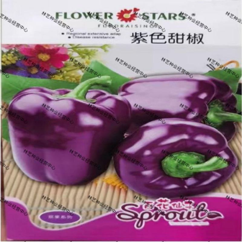 紫玉甜椒种子意大利紫甜椒农家高产高维生素甜椒观赏食用甜椒