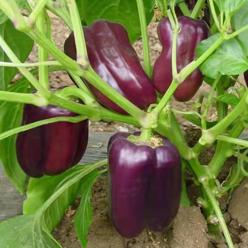 紫玉甜椒种子意大利紫甜椒农家高产高维生素甜椒观赏食用甜椒