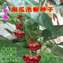 南瓜泡椒种子早熟辣椒种籽四季播摘不败辣椒甜椒种子原装蔬菜