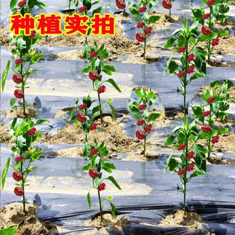 南瓜泡椒种子早熟辣椒种籽四季播摘不败辣椒甜椒种子原装蔬菜