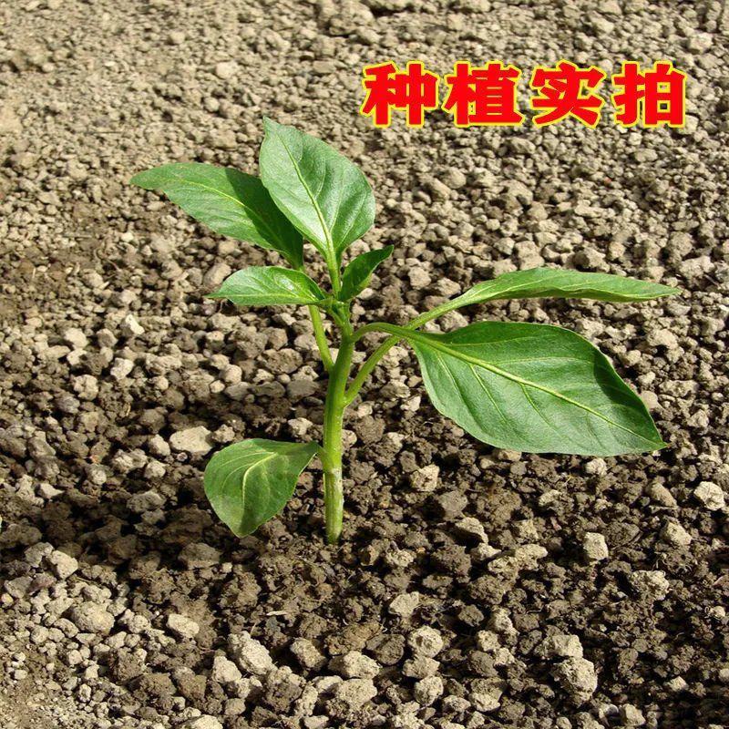 南瓜泡椒种子早熟辣椒种籽四季播摘不败辣椒甜椒种子原装蔬菜