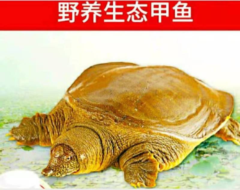 甲鱼外塘放养甲鱼包活包邮原汁原味营养滋补美味