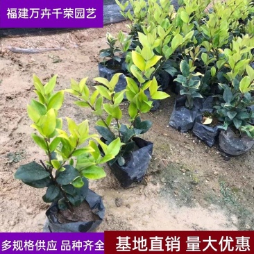 金森女贞金森女贞杯苗金森女贞色块福建漳州金森女贞