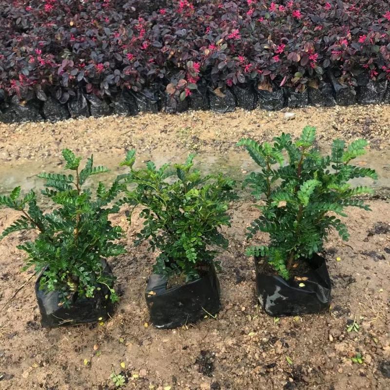 胡椒木清香木农户基地量大从优多规格供应