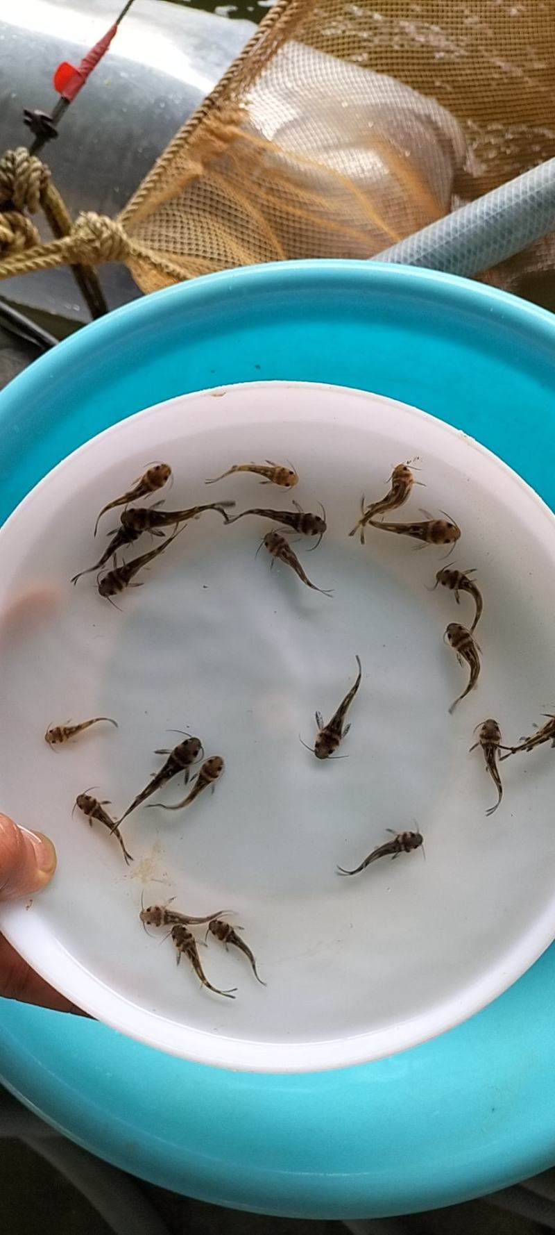 优质全雄黄颡鱼苗黄骨鱼苗黄丫头鱼苗黄辣丁鱼苗淡水养殖鱼苗