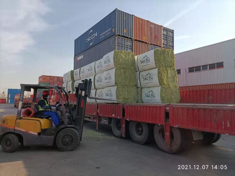进口苜蓿草美国圣山苜蓿草进口苜蓿草美国苜蓿草苜蓿