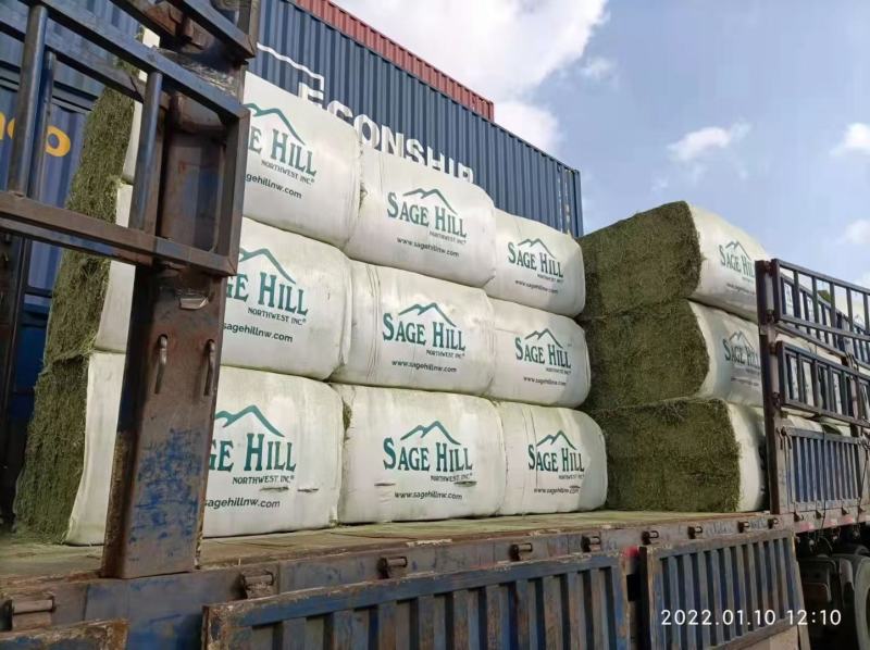 进口苜蓿草美国圣山苜蓿草进口苜蓿草美国苜蓿草苜蓿