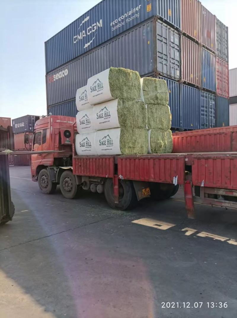 进口苜蓿草美国圣山苜蓿草进口苜蓿草美国苜蓿草苜蓿