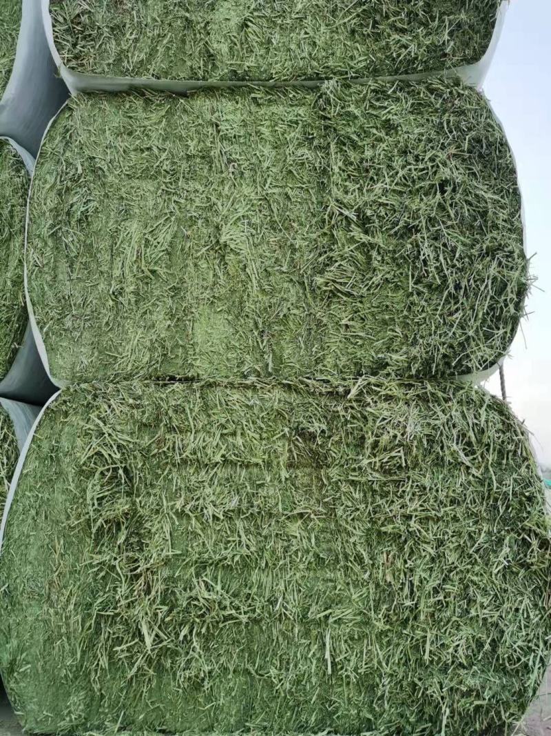 进口苜蓿草美国圣山苜蓿草进口苜蓿草美国苜蓿草苜蓿