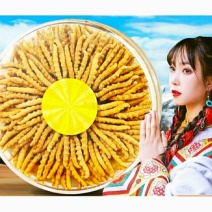 西藏那曲冬虫夏草优质干虫草（9元1根包邮）