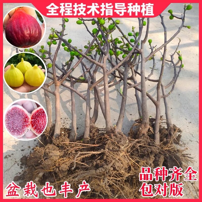 无花果树果苗阳台庭院矮化带土盆栽南方北方特大