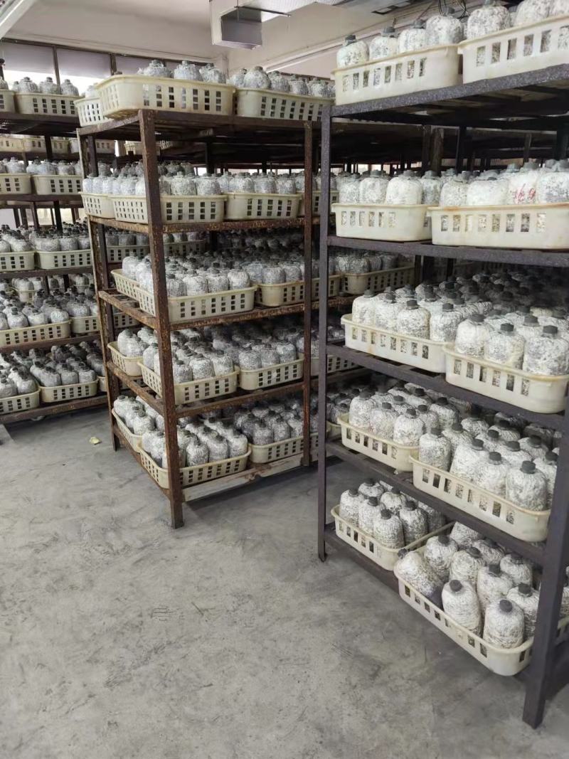 平菇，榆黄菇，袖珍菇，菌种都有现货
