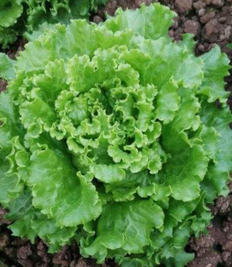 我想卖生菜苦菊