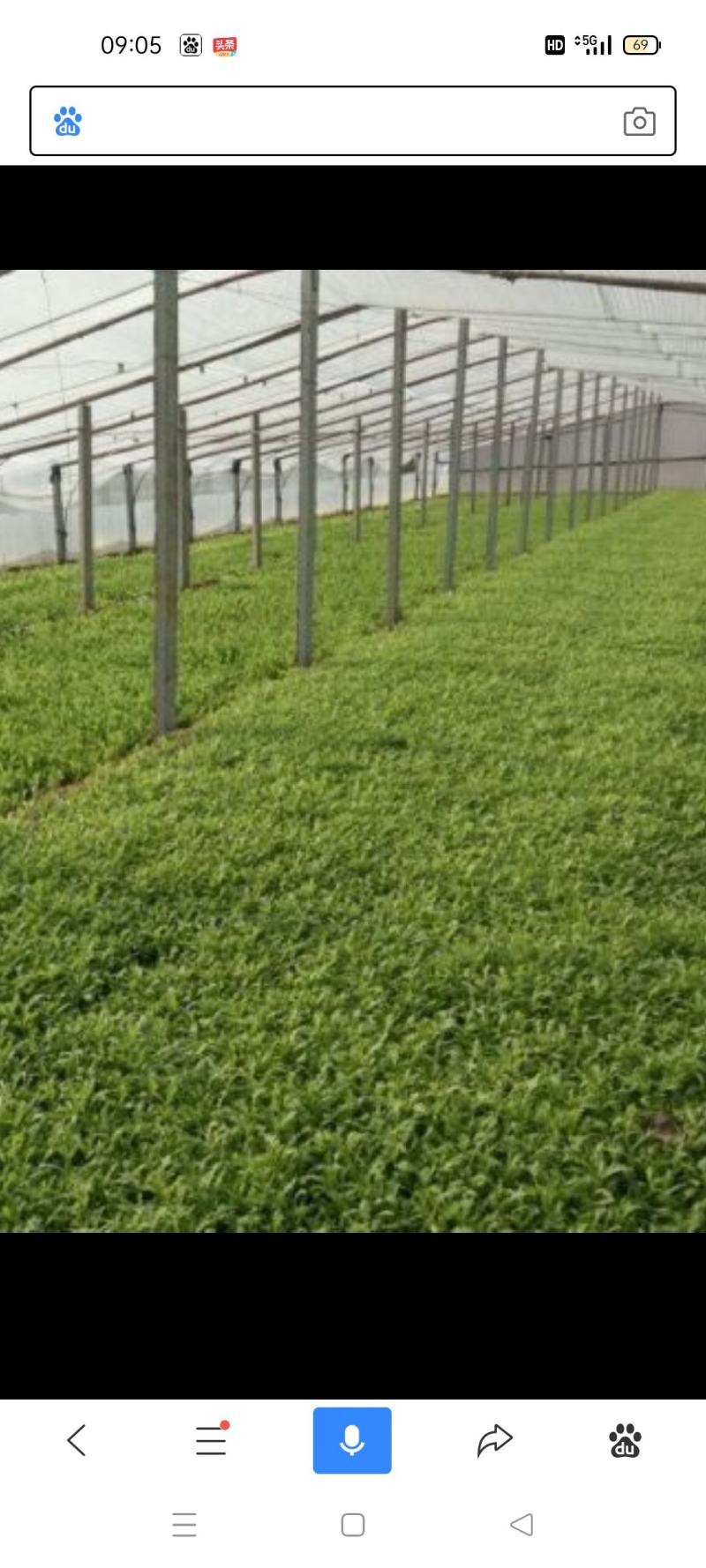 我想卖生菜苦菊