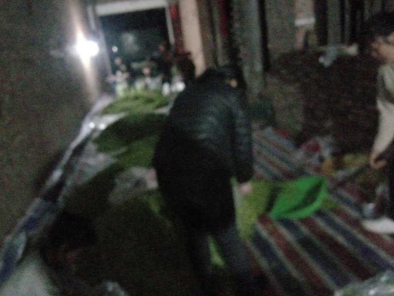 榆钱当天新鲜现货5500左右，产地直供质优价廉，日供万斤