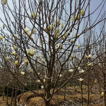 白玉兰基地南京白玉兰基地白玉兰自产自销