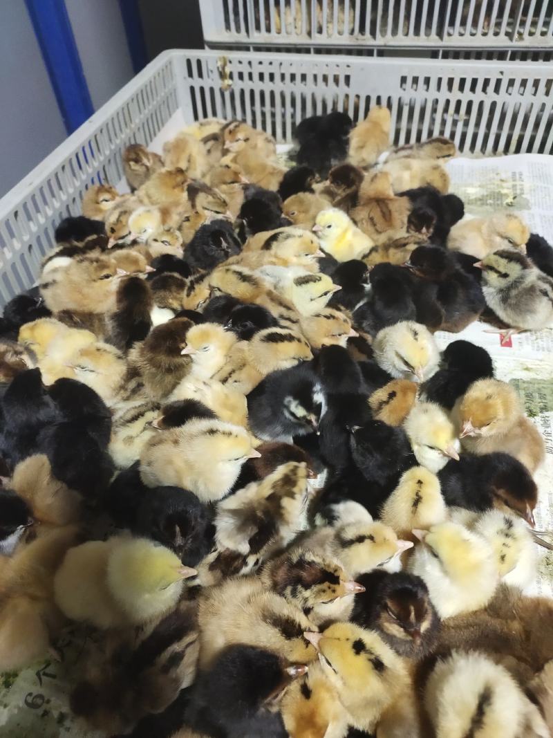 常年孵化销售土鸡苗柴鸡苗麻羽绿壳鸡出壳免费做马利克头孢