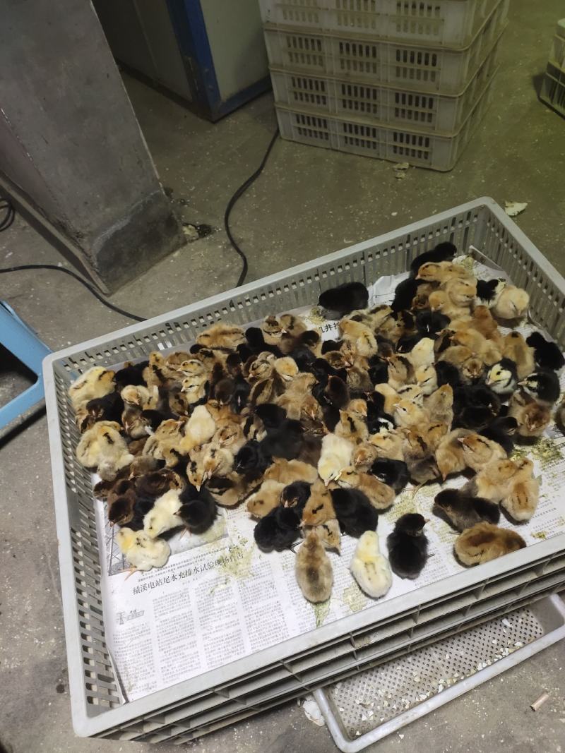 常年孵化销售土鸡苗柴鸡苗麻羽绿壳鸡出壳免费做马利克头孢