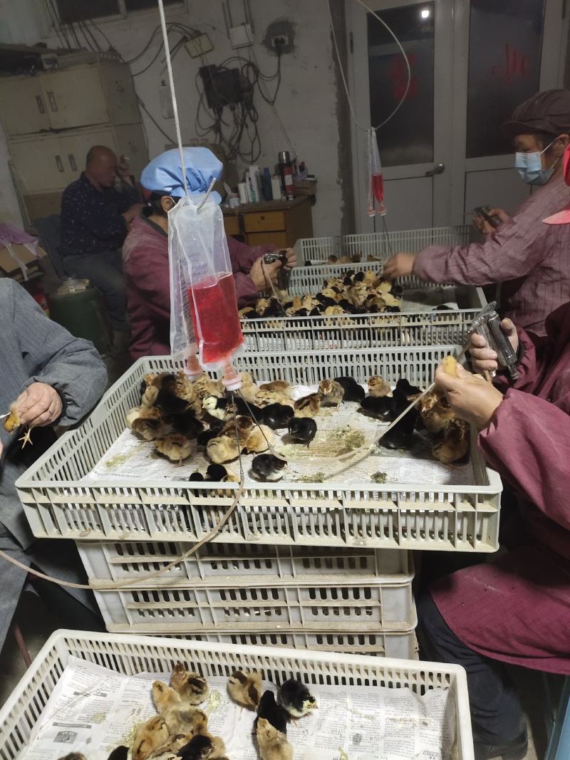 常年孵化销售土鸡苗柴鸡苗麻羽绿壳鸡出壳免费做马利克头孢