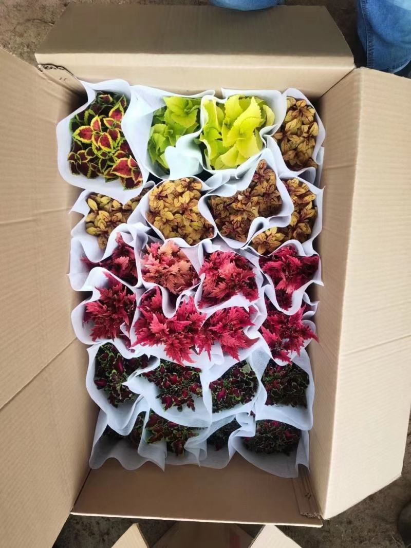 彩叶草盆栽进口彩叶草盆栽多色可绿化