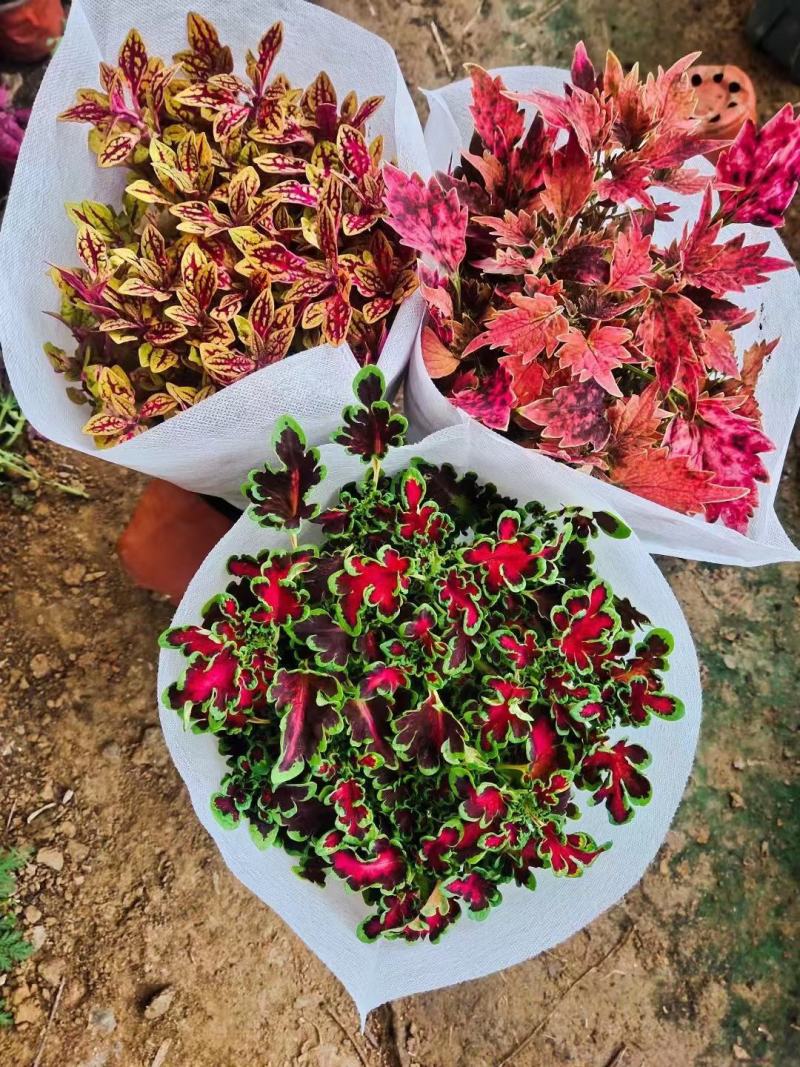 彩叶草盆栽进口彩叶草盆栽多色可绿化