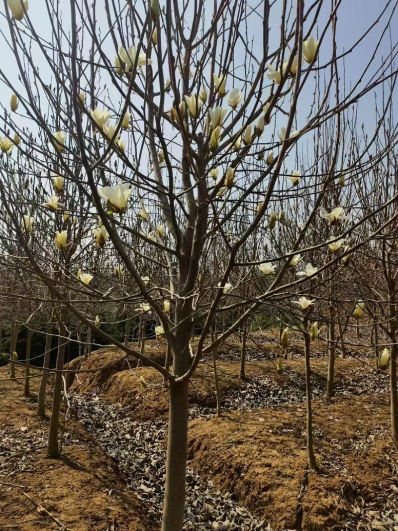 白玉兰基地南京白玉兰基地白玉兰自产自销