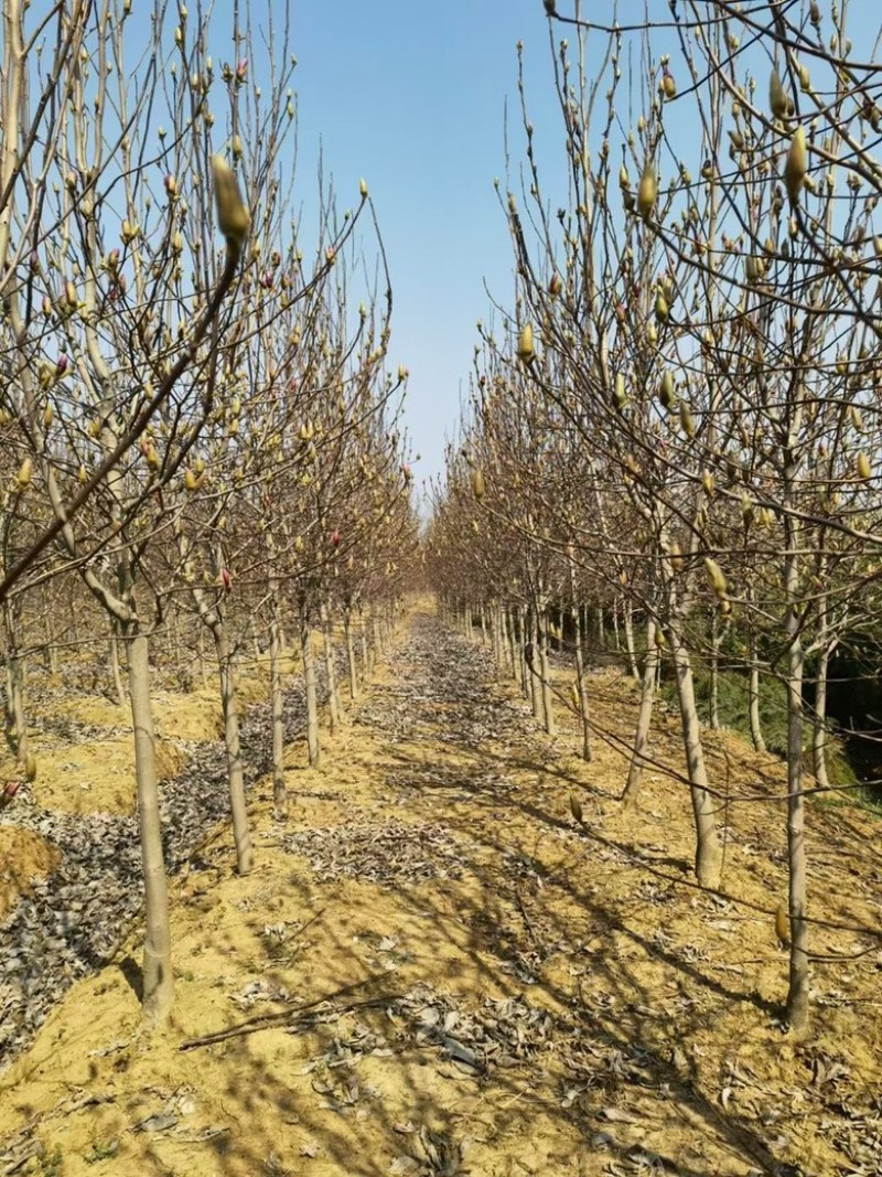 白玉兰基地南京白玉兰基地白玉兰自产自销