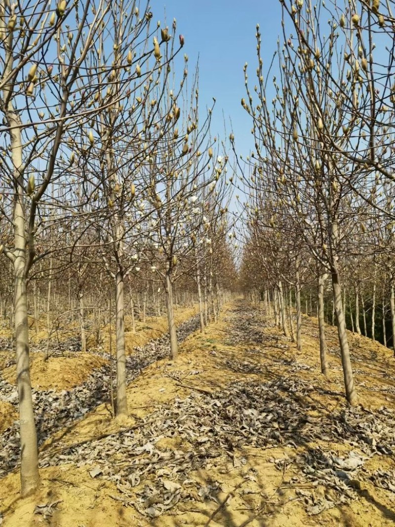 白玉兰基地南京白玉兰基地白玉兰自产自销