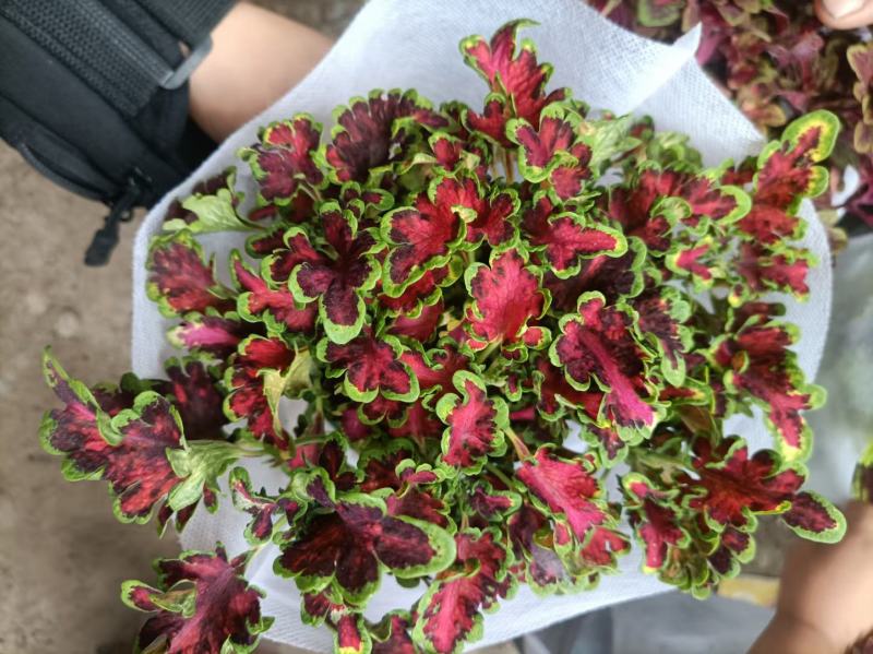 彩叶草盆栽进口彩叶草盆栽多色可绿化